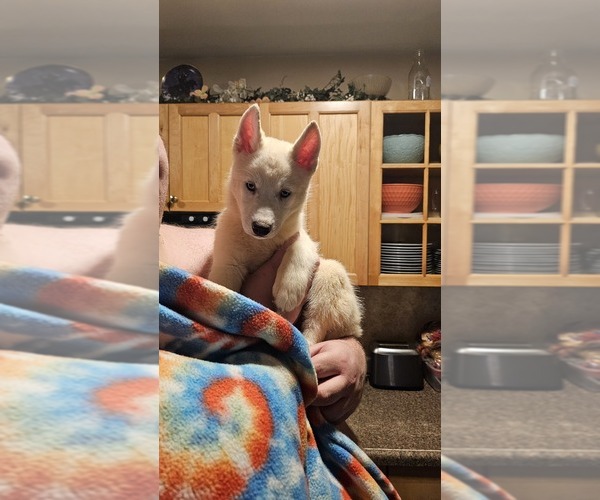 Medium Photo #19 Siberian Husky Puppy For Sale in CAMDENTON, MO, USA
