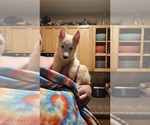 Small #18 Siberian Husky