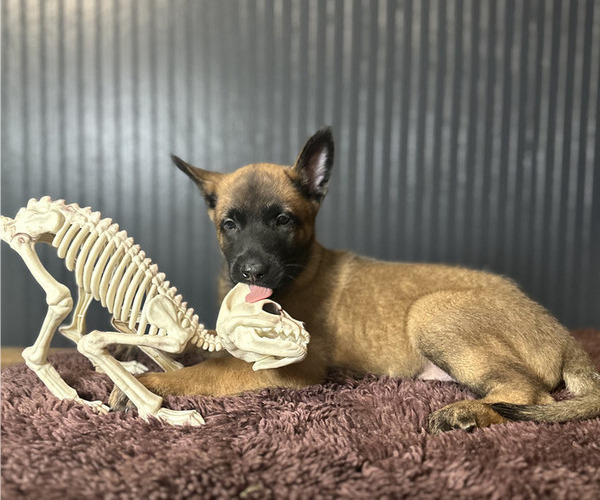 Medium Photo #5 Belgian Malinois Puppy For Sale in S CHARLESTON, WV, USA