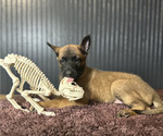 Small #4 Belgian Malinois
