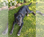 Small Photo #3 Mutt Puppy For Sale in Mooresville, NC, USA