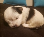 Small Photo #1 Morkie Puppy For Sale in ATLANTA, GA, USA