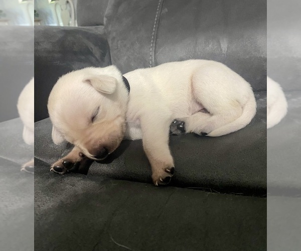 Medium Photo #16 Labrador Retriever Puppy For Sale in WILDWOOD, FL, USA