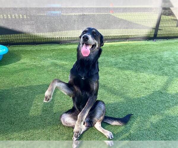 Medium Photo #2 Labrador Retriever-Unknown Mix Puppy For Sale in Orange, CA, USA