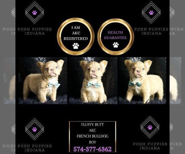 Medium Photo #81 French Bulldog Puppy For Sale in WARSAW, IN, USA