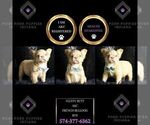 Small Photo #81 French Bulldog Puppy For Sale in WARSAW, IN, USA