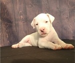 Small Photo #1 Dogo Argentino Puppy For Sale in MIAMI, FL, USA