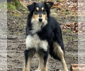 Collie-Unknown Mix Dogs for adoption in Dublin, OH, USA