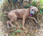 Small #7 Black Mouth Cur-Catahoula Leopard Dog Mix
