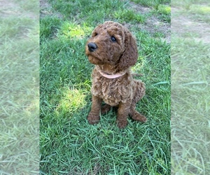 Poodle (Standard) Puppy for sale in GRESHAM, OR, USA