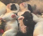 Small #5 Olde English Bulldogge