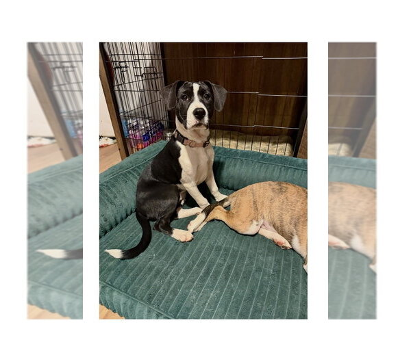 Medium Photo #14 Boxer-Unknown Mix Puppy For Sale in Mooresville, NC, USA