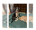 Small #13 Boxer Mix