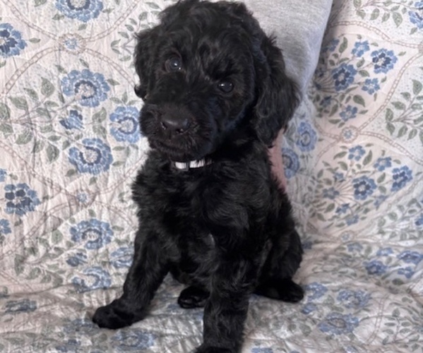 Medium Photo #4 Schnoodle (Giant) Puppy For Sale in ANDERSON, CA, USA