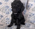 Small Photo #18 Schnoodle (Giant) Puppy For Sale in ANDERSON, CA, USA