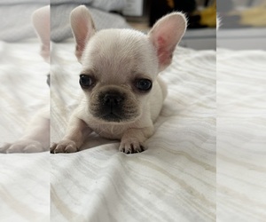 French Bulldog Puppy for sale in TUKWILA, WA, USA