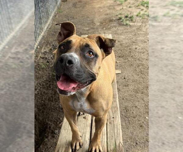Medium Photo #1 Mutt Puppy For Sale in Riverside, CA, USA