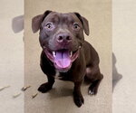Small Labrador Retriever Mix