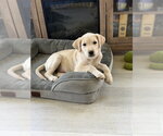 Small Labsky