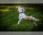 Small #3 French Bulldog