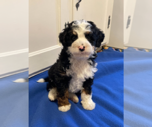 Bernedoodle (Miniature) Puppy for sale in MILWAUKEE, WI, USA
