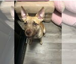 Small #2 Mutt