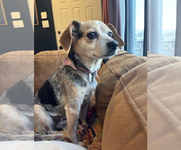 Medium Photo #1 Beagle-Unknown Mix Puppy For Sale in MIDWAY, UT, USA
