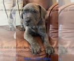 Puppy Blue Collar M Cane Corso