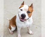 Small Photo #2 American Staffordshire Terrier Puppy For Sale in Aurora, IL, USA