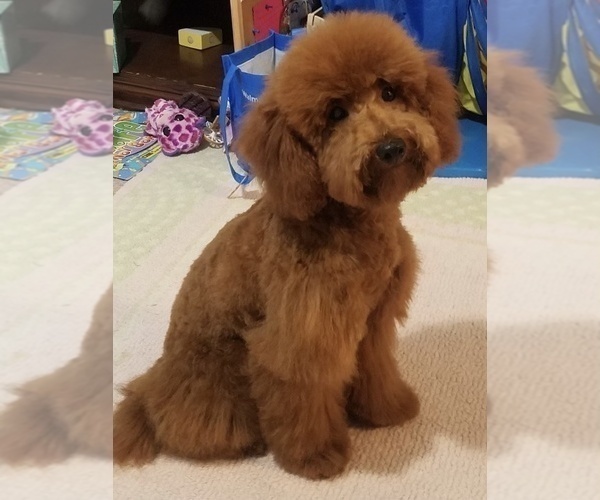 Medium Photo #1 Goldendoodle (Miniature) Puppy For Sale in SOMERVILLE, TX, USA