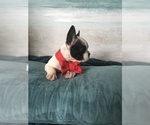 Small Photo #5 French Bulldog Puppy For Sale in PAWTUCKET, RI, USA