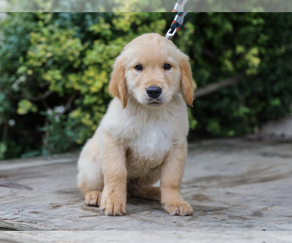 Medium Photo #3 Golden Retriever Puppy For Sale in LIBERTY, KY, USA
