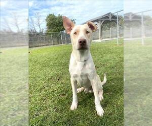 Labrador Retriever-Unknown Mix Dogs for adoption in Conroe, TX, USA