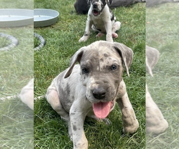 Medium Photo #4 Great Dane Puppy For Sale in MOSES LAKE, WA, USA