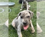 Small Photo #4 Great Dane Puppy For Sale in MOSES LAKE, WA, USA