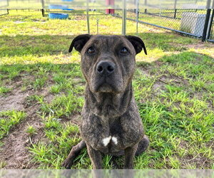 American Pit Bull Terrier Dogs for adoption in Ocala, FL, USA