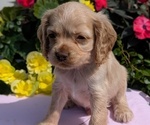 Puppy Turbo Cocker Spaniel