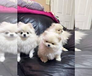 Pomeranian Puppy for sale in MIRA LOMA, CA, USA