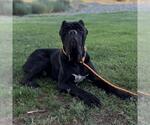 Small #1 Neapolitan Mastiff Mix