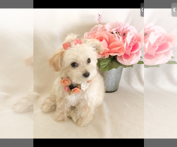 Medium Photo #5 Poodle (Toy) Puppy For Sale in SAFFORD, AZ, USA