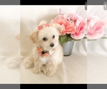 Small Photo #5 Poodle (Toy) Puppy For Sale in SAFFORD, AZ, USA