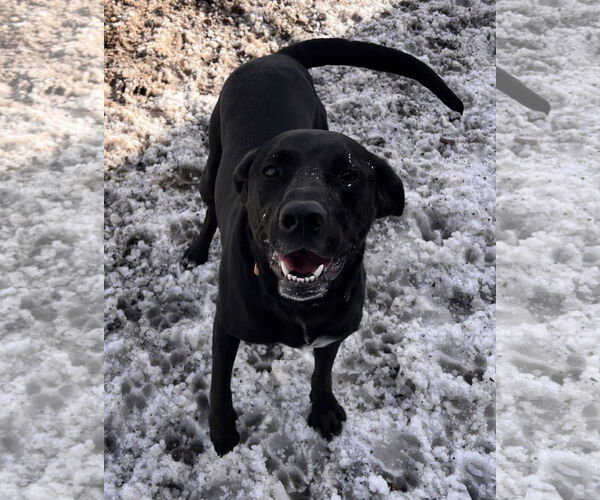 Medium Photo #2 Labrador Retriever-Unknown Mix Puppy For Sale in Webster, WI, USA