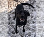 Small #1 Labrador Retriever Mix