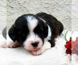 Pembroke Welsh Corgi-Poodle (Miniature) Mix Puppy for sale in LANCASTER, PA, USA
