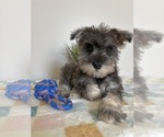 Small #4 Schnauzer (Miniature)