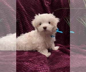 Maltese Puppy for sale in AMARILLO, TX, USA