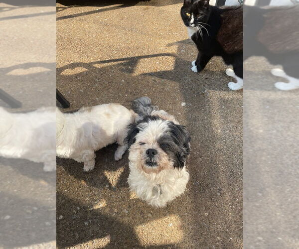 Medium Photo #3 Shih Tzu Puppy For Sale in Springdale, PA, USA