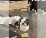 Small #2 Shih Tzu