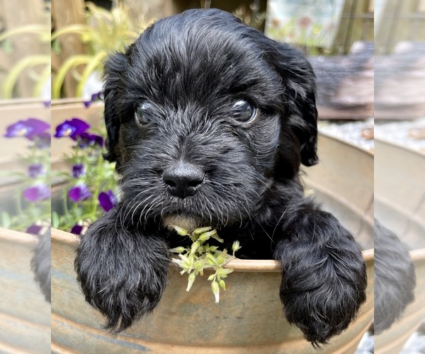 Medium Photo #1 Cavapoo Puppy For Sale in LEICESTER, NC, USA