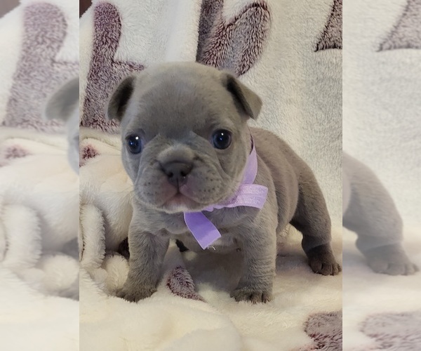 Medium Photo #1 French Bulldog Puppy For Sale in YANTIS, TX, USA